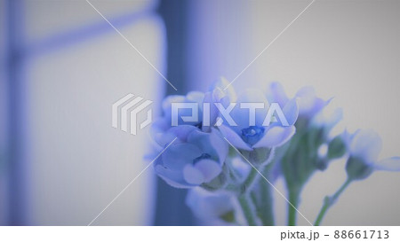 早朝の薄ぼんやりとした窓際の青い花 早朝の薄ぼんやりとした窓際の青い花 88661713