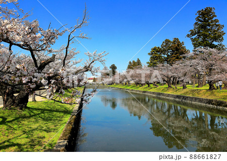 日本さくら名所百選 鶴岡公園の桜 日本さくら名所百選 鶴岡公園の桜 88661827