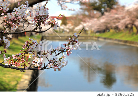 日本さくら名所百選　鶴岡公園の桜 88661828