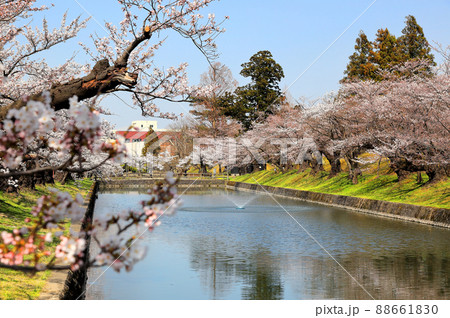 日本さくら名所百選 鶴岡公園の桜 日本さくら名所百選 鶴岡公園の桜 88661830