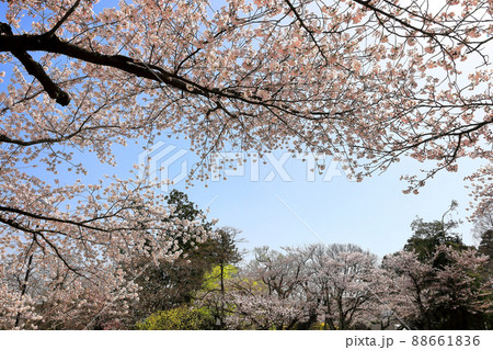 日本さくら名所百選 鶴岡公園の桜 日本さくら名所百選 鶴岡公園の桜 88661836
