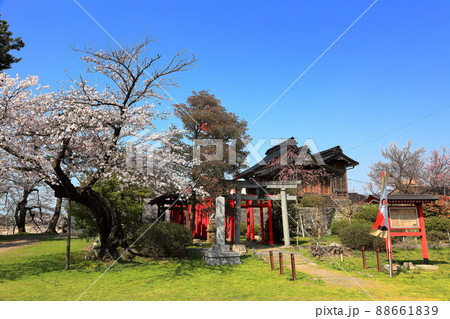 日本さくら名所百選 鶴岡公園の桜 日本さくら名所百選 鶴岡公園の桜 88661839