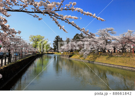 日本さくら名所百選 鶴岡公園の桜 日本さくら名所百選 鶴岡公園の桜 88661842