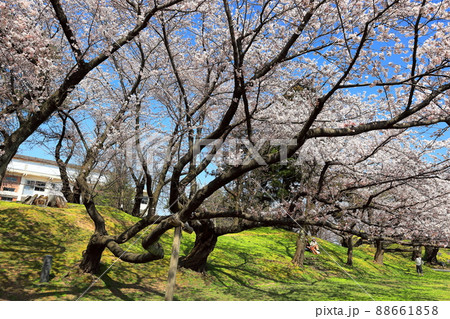 日本さくら名所百選 鶴岡公園の桜 日本さくら名所百選 鶴岡公園の桜 88661858