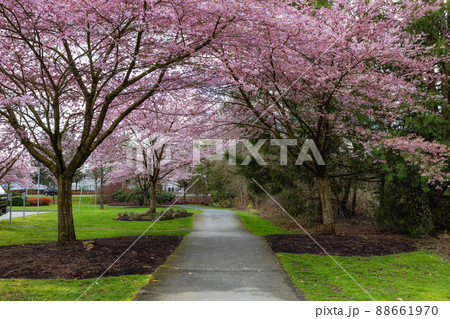 Cherry Blossom Trees over a scenic path in a neighborhood. Cherry Blossom Trees over a scenic path in a neighborhood. 88661970