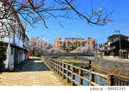 内川河川緑地の桜 大泉橋 内川河川緑地の桜 大泉橋 88662385