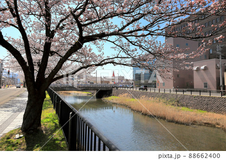 内川河川緑地の桜 千歳橋 内川河川緑地の桜 千歳橋 88662400