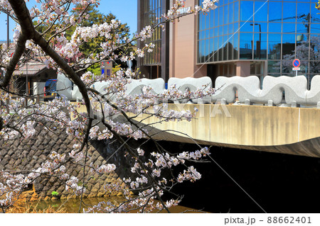 内川河川緑地の桜 千歳橋 内川河川緑地の桜 千歳橋 88662401