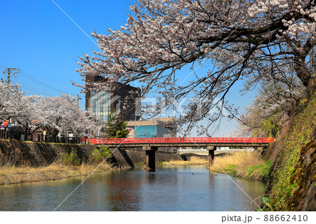 内川河川緑地の桜 三雪橋 内川河川緑地の桜 三雪橋 88662410