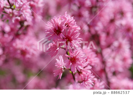 菊桃　花模様 88662537