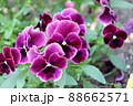 満開のパンジー 88662571