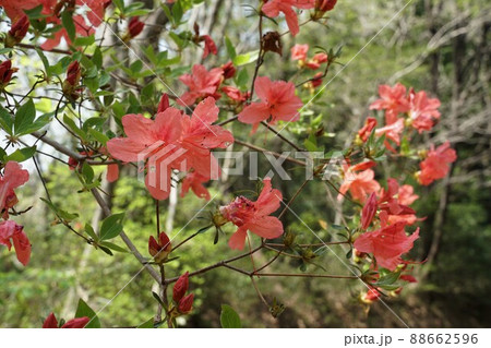 里山の春　茨城県桜川市高峯の林道わきに咲いた山つつじの花の咲く風景 88662596