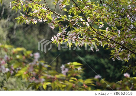 里山の春 茨城県桜川市高峯の林道わきに咲く逆光の山桜の風景・イメージ 里山の春 茨城県桜川市高峯の林道わきに咲く逆光の山桜の風景・イメージ 88662619