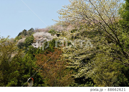 里山の春 茨城県桜川市高峯の林道わきに咲く満開の山桜の風景 里山の春 茨城県桜川市高峯の林道わきに咲く満開の山桜の風景 88662621