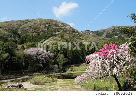 里山の春 茨城県桜川市高峯の林道入口よりの山桜の咲く風景 里山の春 茨城県桜川市高峯の林道入口よりの山桜の咲く風景 88662628