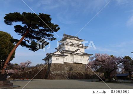 小田原城の天守閣と桜の風景 88662663