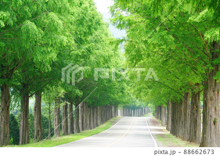 初夏 道路 並木道 88662673
