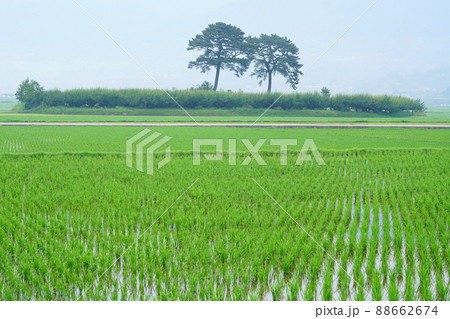 稲 風景 田畑 88662674