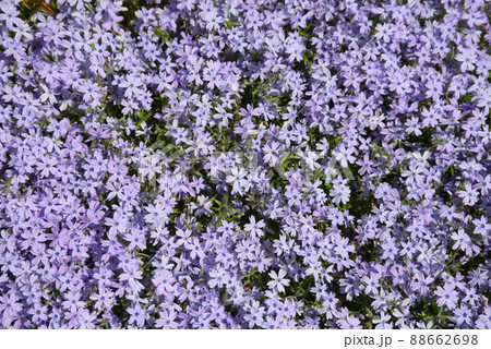 シバザクラ 花模様 シバザクラ 花模様 88662698