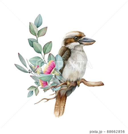 Kookaburra bird on eucalyptus branch. Watercolor illustration. Hand drawn realistic kookaburra on the branch with flowers. Watercolor wildlife Australia bird 88662856