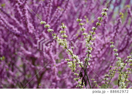 ハナズオウ　花模様 88662972