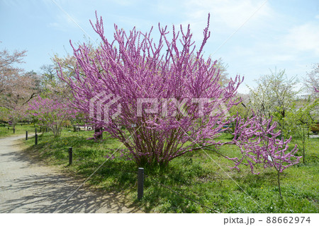 ハナズオウ 花模様の写真素材