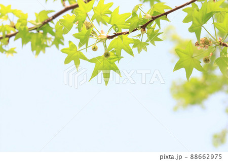 新緑　楓　バックグラウンド 88662975