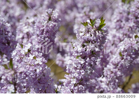 フジモドキ 花模様 フジモドキ 花模様 88663009