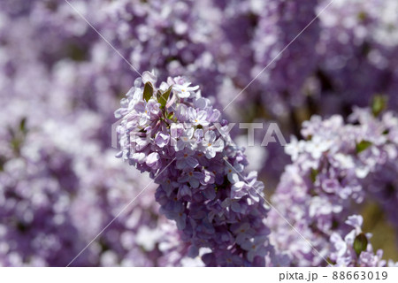 フジモドキ　花模様 88663019