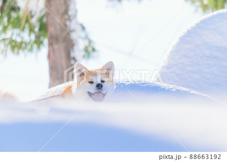 秋田犬の雪遊び 88663192