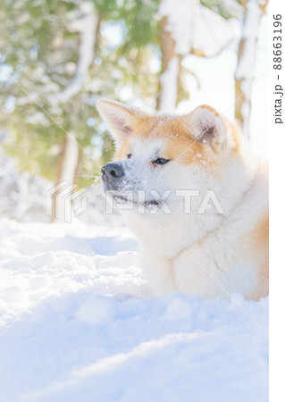 秋田犬の雪遊び 88663196