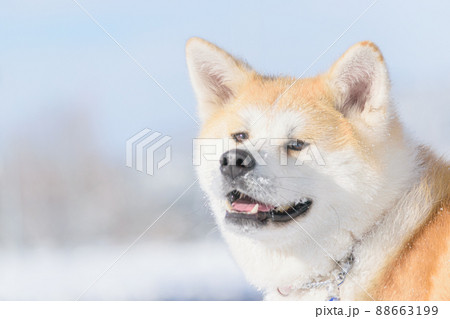 秋田犬の雪遊び 88663199