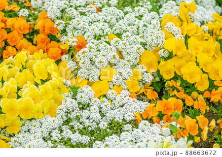 flowerbed with yellow viola flower  Iberis amara 88663672