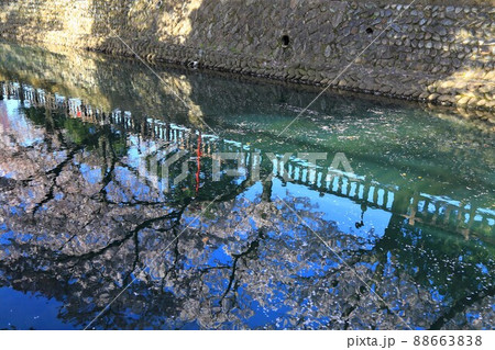 さくら　サクラ　桜　満開の水門川散策・28（岐阜県大垣市水門川） 88663838