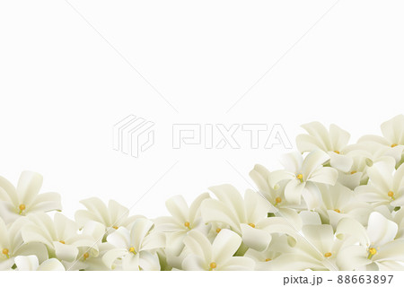 White flowers isolated on white background. Realistic EPS file. 88663897