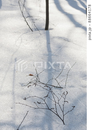 Twig in melting snow, early spring 88664178