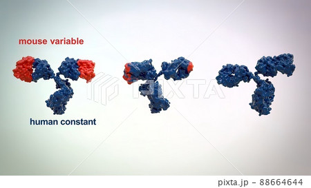 The structure of a typical antibody molecule.Antibodies and amino acids 88664644