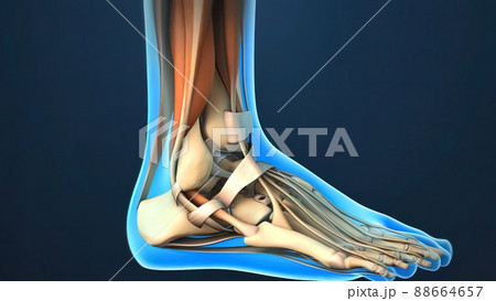 Ankle Joint Anatomy and Osteoarthritis