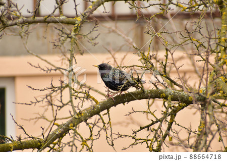 The bird Sturnus vulgaris sits on a branch without leaves. 88664718