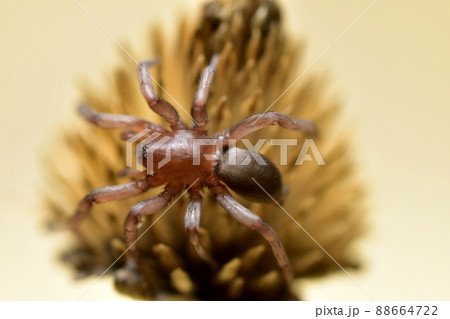House spider, Tegenaria domestica, on a gray background. 88664722