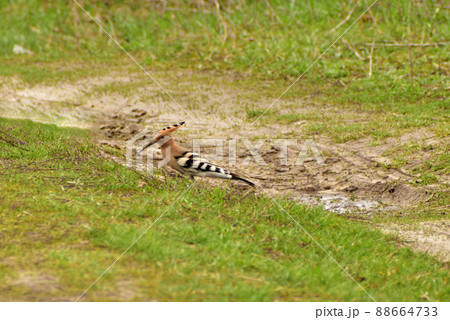 A hoopoe bird, Upupa epops, walks along the road. A hoopoe bird, Upupa epops, walks along the road. 88664733