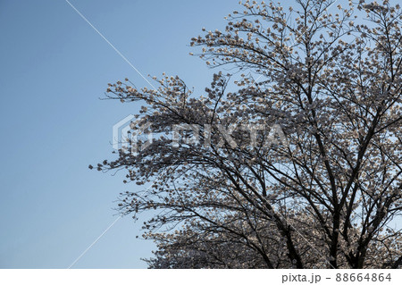 空 植物 木 88664864