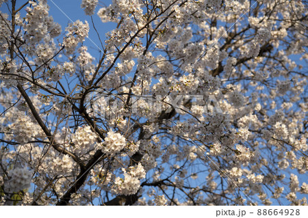植物 桜 花 88664928