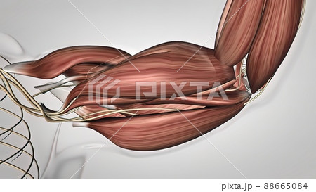 arm muscles and tendon Human Muscle Anatomy arm muscles and tendon Human Muscle Anatomy 88665084