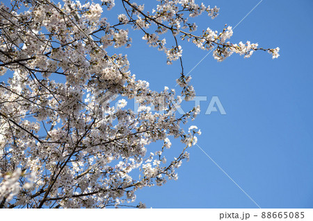 空 植物 桜 88665085