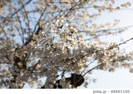 植物 桜 花 88665100