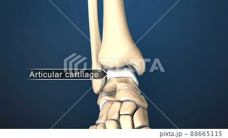 Articular cartilage is the tissue that covers the ends of bones. Articular cartilage is the tissue that covers the ends of bones. 88665115