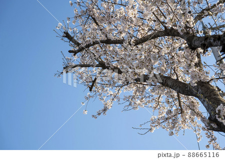 空 植物 桜 88665116