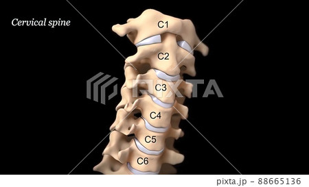 Human spine with nerve roots. Human spine with nerve roots. 88665136