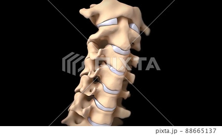 Human spine with nerve roots. Human spine with nerve roots. 88665137